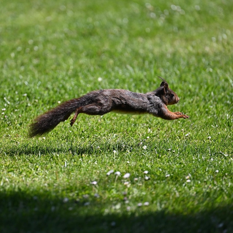 Leaping squirrel